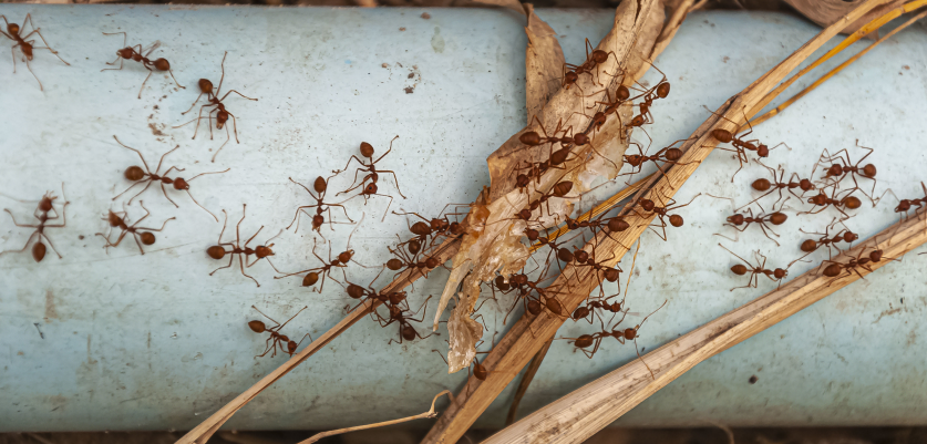 Ants Prevention